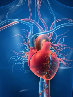 Cardiovascular radiology services specializing in heart and blood vessel imaging